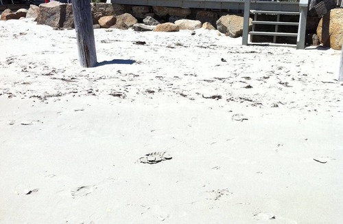 South Yarmouth Cottage | Cape Cod/Oceanfront on Nantucket Sound w/ Private Beach & Deck, Free Kayaks