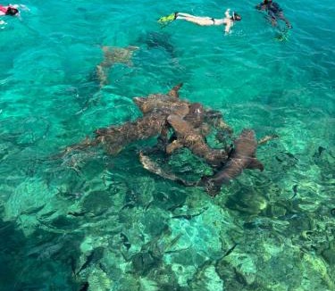 Dhiffushi Hotel | Turtle Hive - Velaa Vani