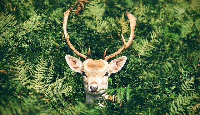 🦌 Cabane du Cerf