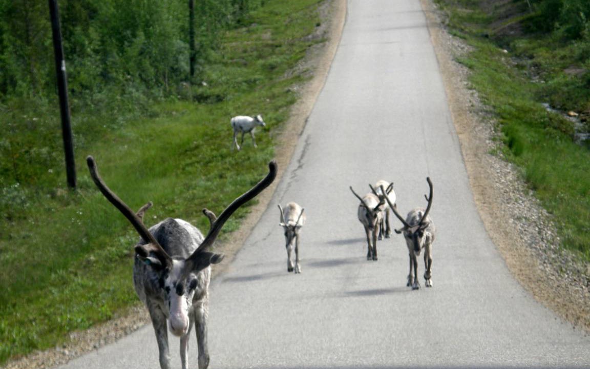 Photo of Others in Saariselka