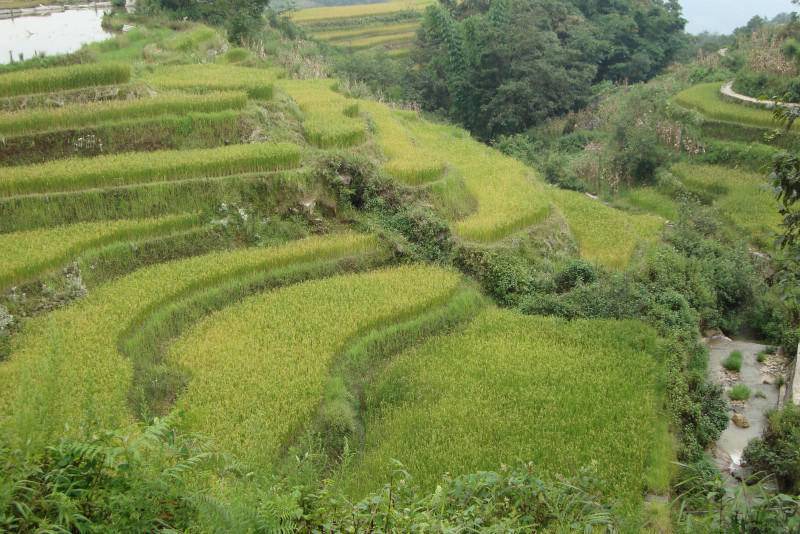 Photo of Others in Honghe