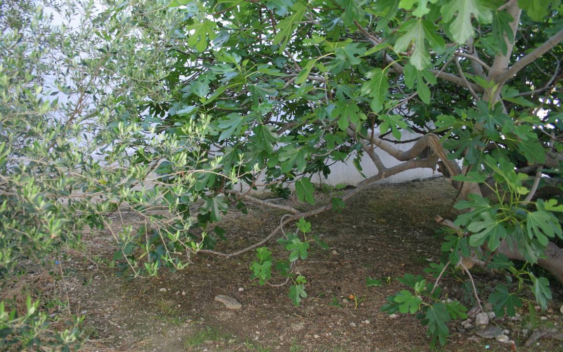 Photo of Others in Igrane