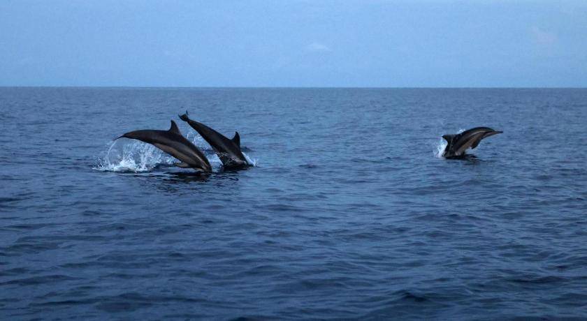 Photo of Others in Dharavandhoo