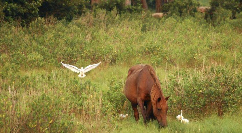 Photo of Others in Chincoteague