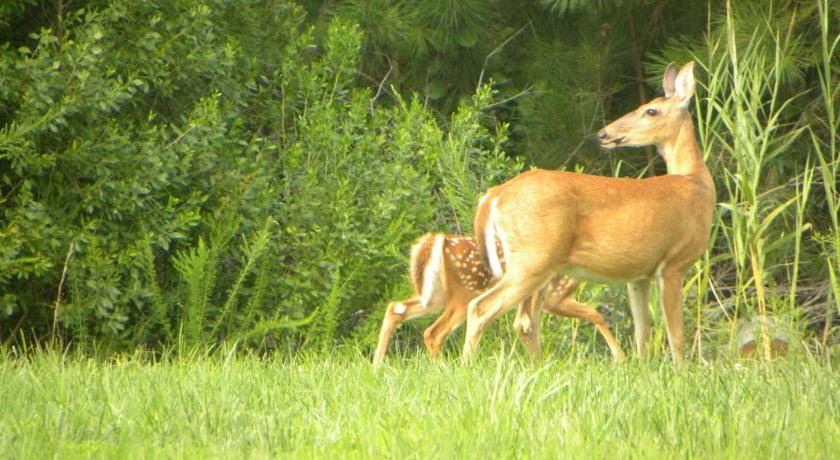 Photo of Others in Chincoteague