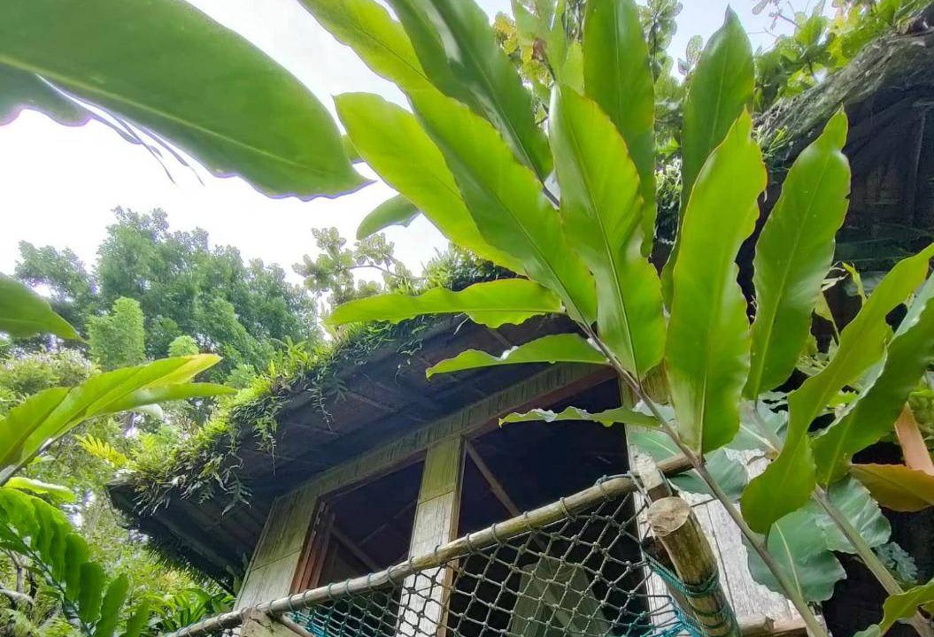 Photo of Others in Siquijor