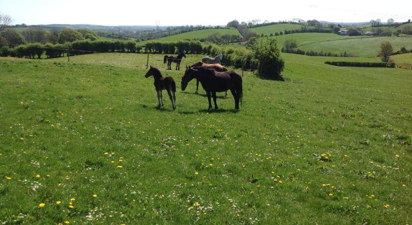 Photo of Others in Bailieborough