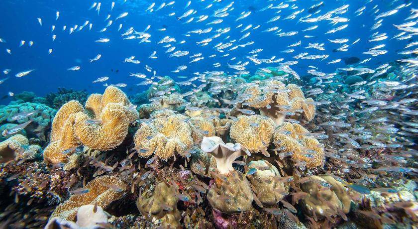 Photo of Others in Kudadhoo