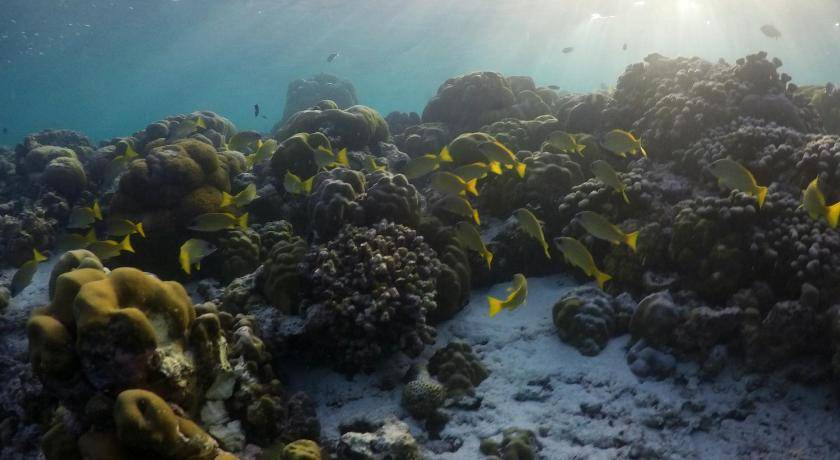 Photo of Others in Dharavandhoo