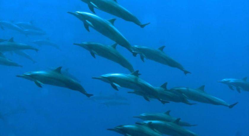 Photo of Others in Maafushi