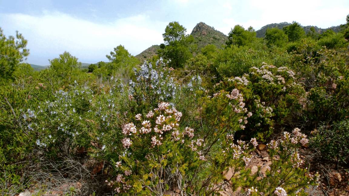 Photo of Others in Lliria
