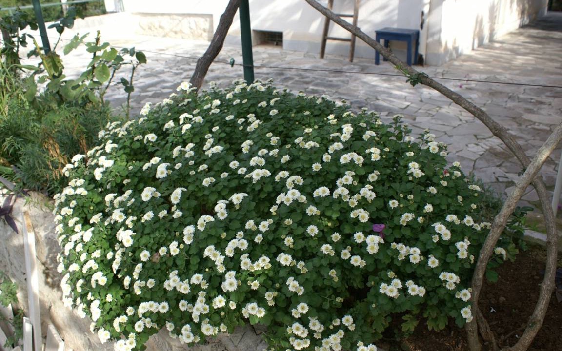 Photo of Others in Splitska