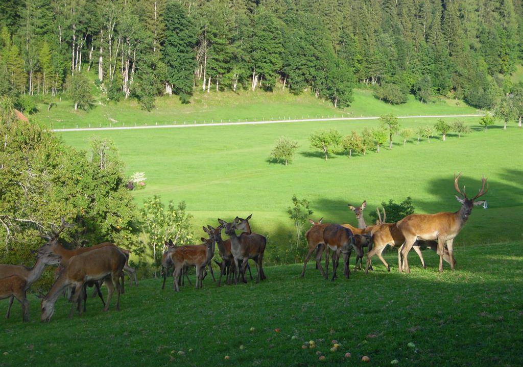 Photo of Others in Spital am Pyhrn