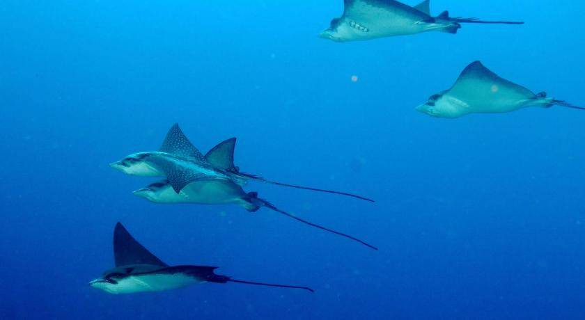Photo of Others in Maafushi