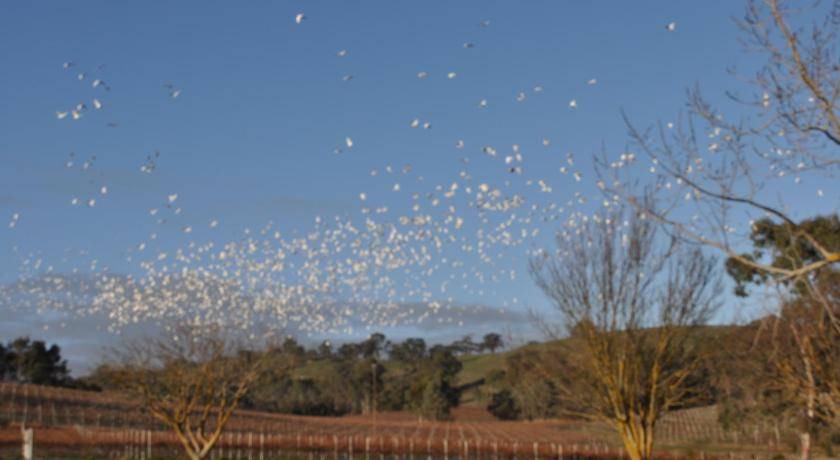 Photo of Others in Angaston