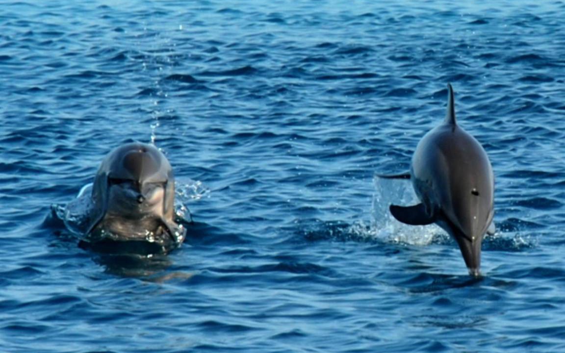 Photo of Others in Maafushi