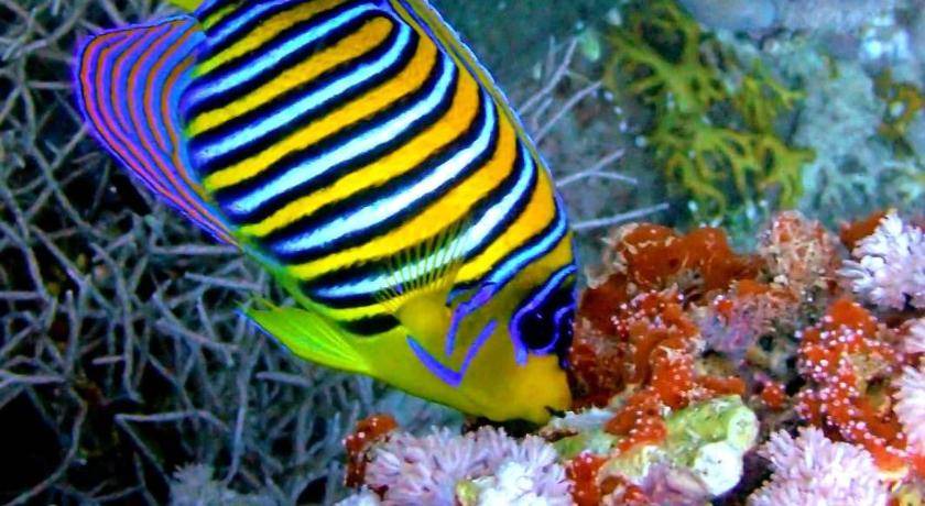 Photo of Others in Marsa Alam