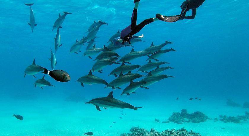 Photo of Others in Marsa Alam