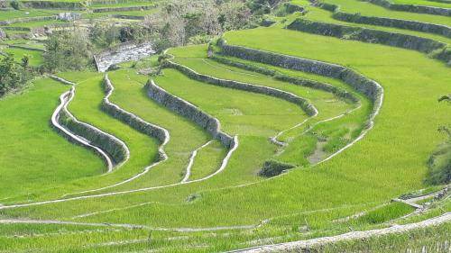 Photo of Others in Banaue