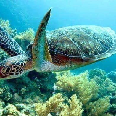 Photo of Others in Sharm El Sheikh