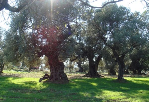 Photo of Others in Sant Mateu
