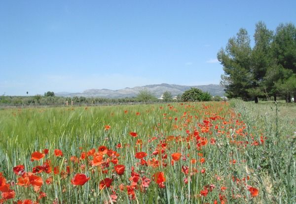 Photo of Outdoor in Sant Mateu