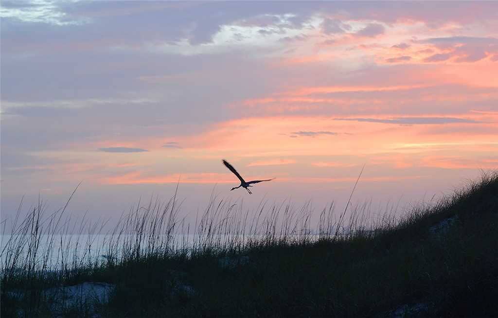 Photo of Outdoor in Panama City Beach