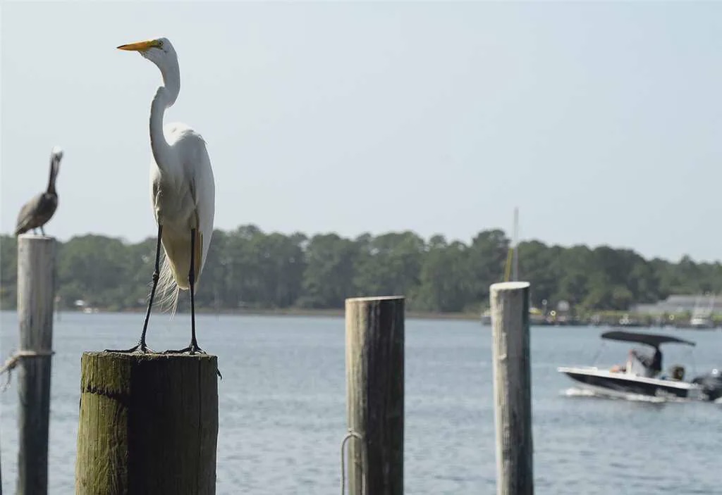 Photo of Others in Panama City Beach