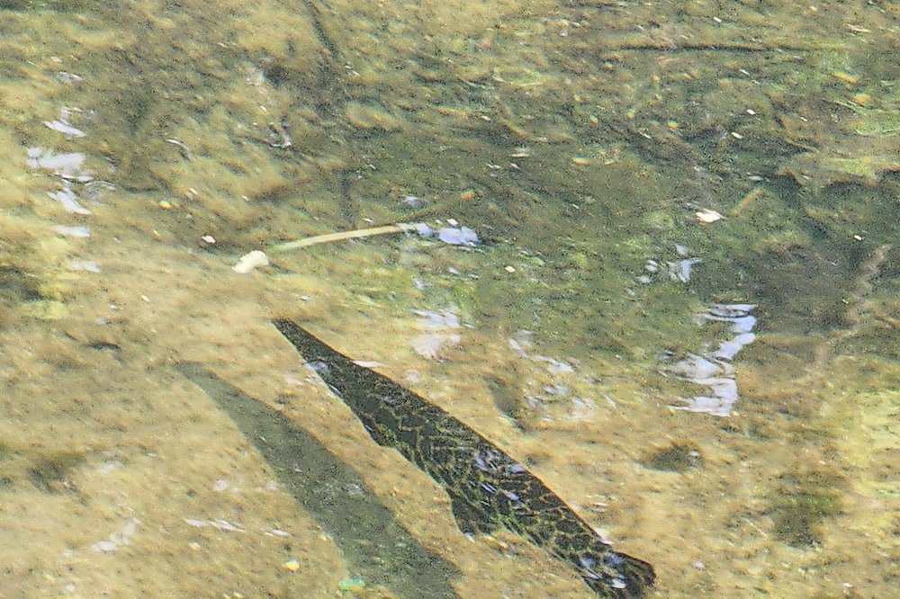 Photo of Others in Columbia City