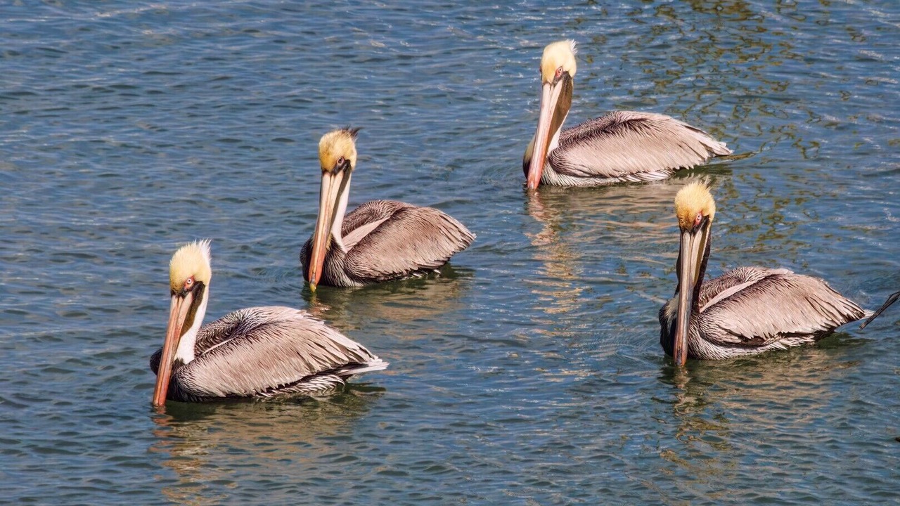 Photo of Others in St. Augustine