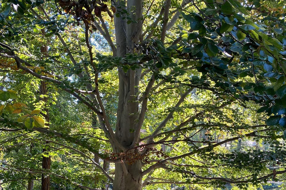 Photo of Outdoor in Locust Valley