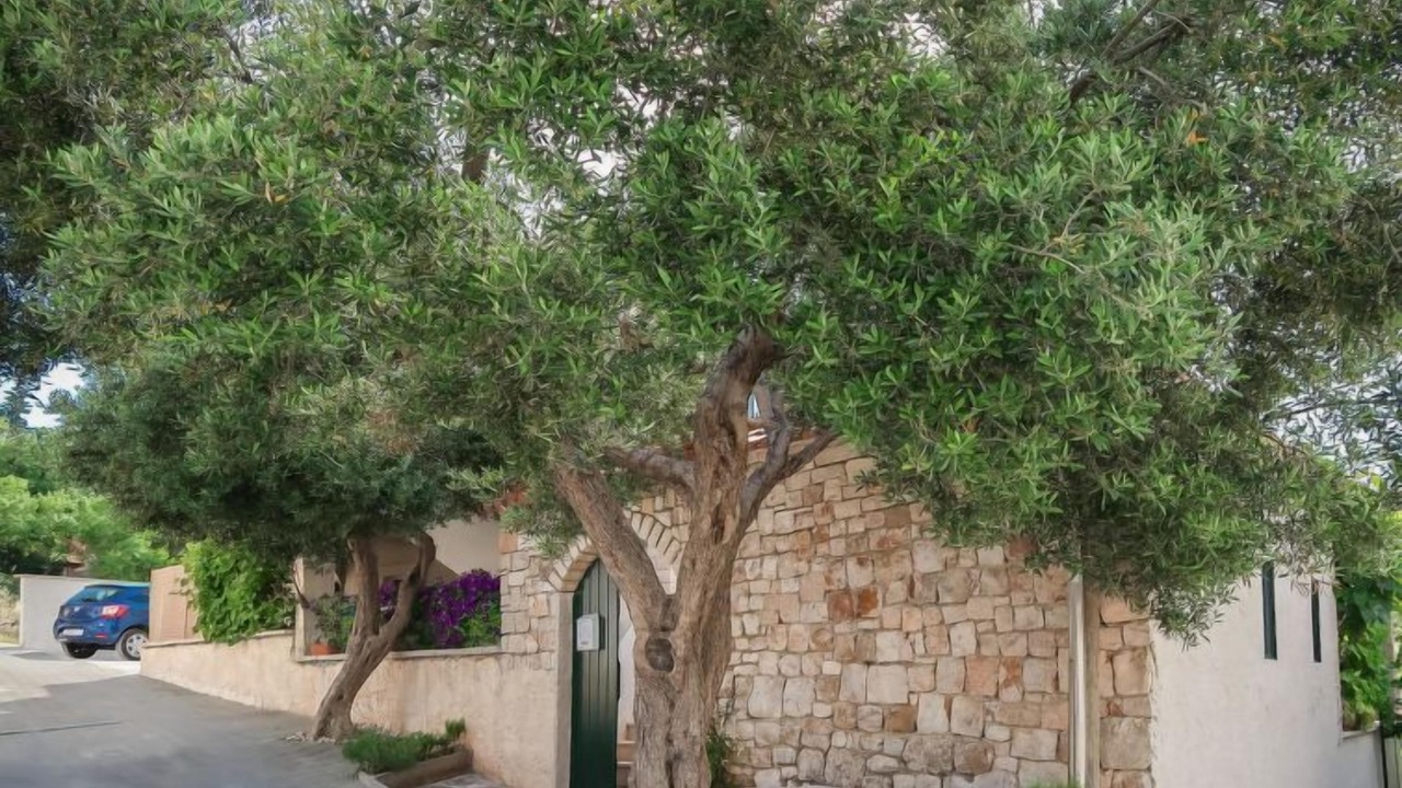 Photo of Outdoor in Supetar