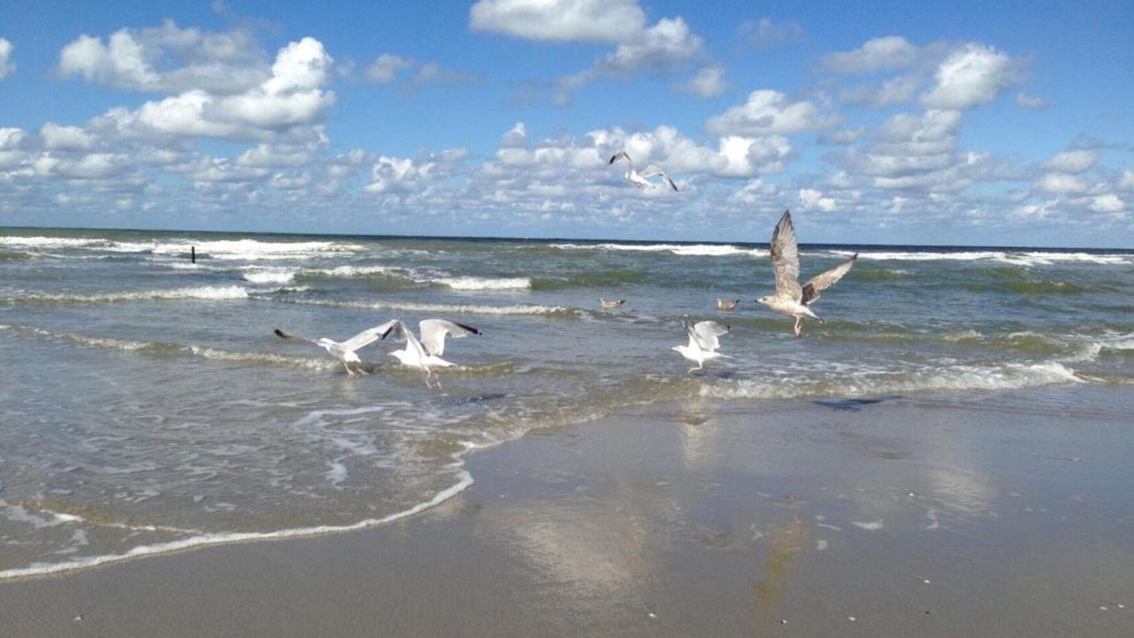 Photo of Others in 's-Gravenzande