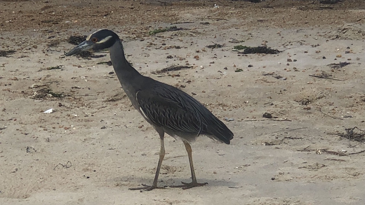 Photo of Others in East Ocean View