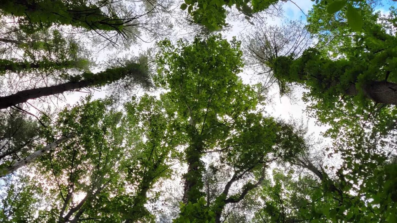 Photo of Outdoor in Schnellville
