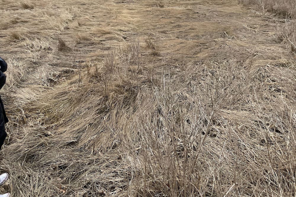 Photo of Others in South Dennis