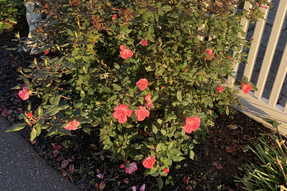 Photo of Others in Center Moriches