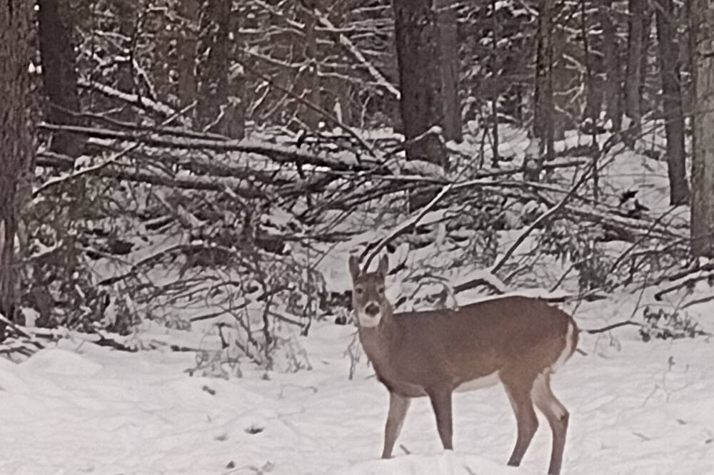 Photo of Others in Forestport