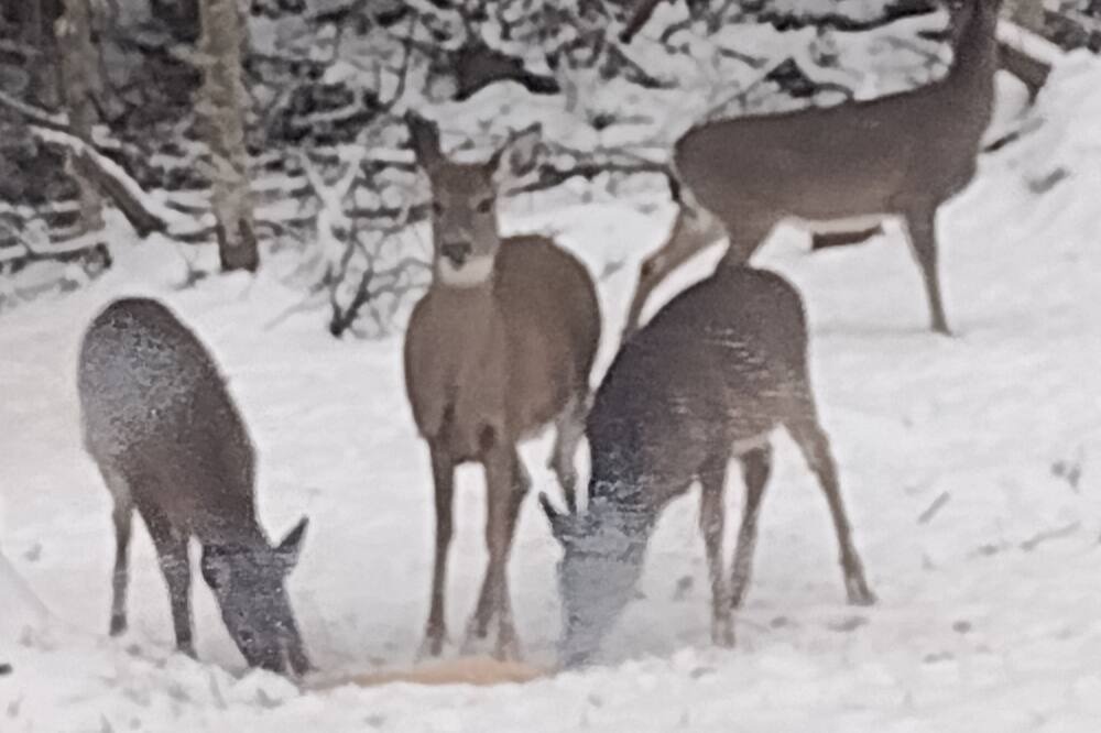 Photo of Outdoor in Forestport