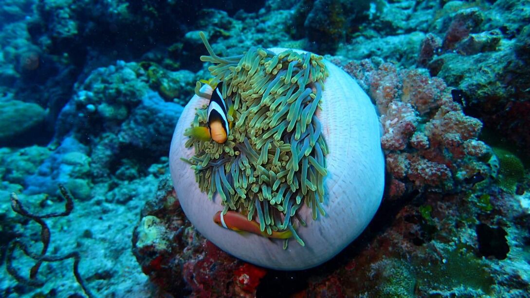 Photo of Others in Thulusdhoo Island