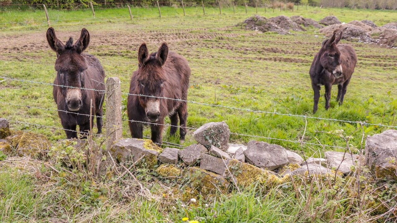 Photo of Others in Glenamaddy