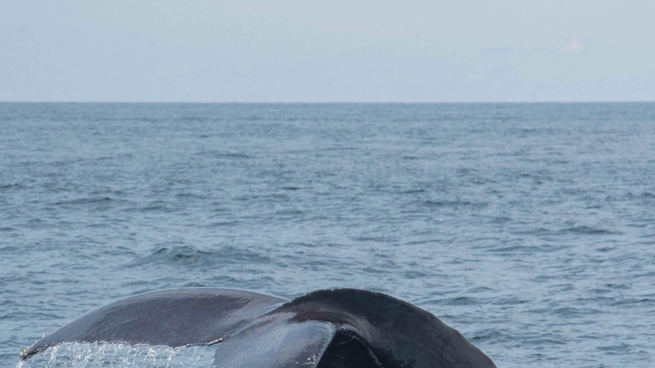 Photo of Others in Wellfleet
