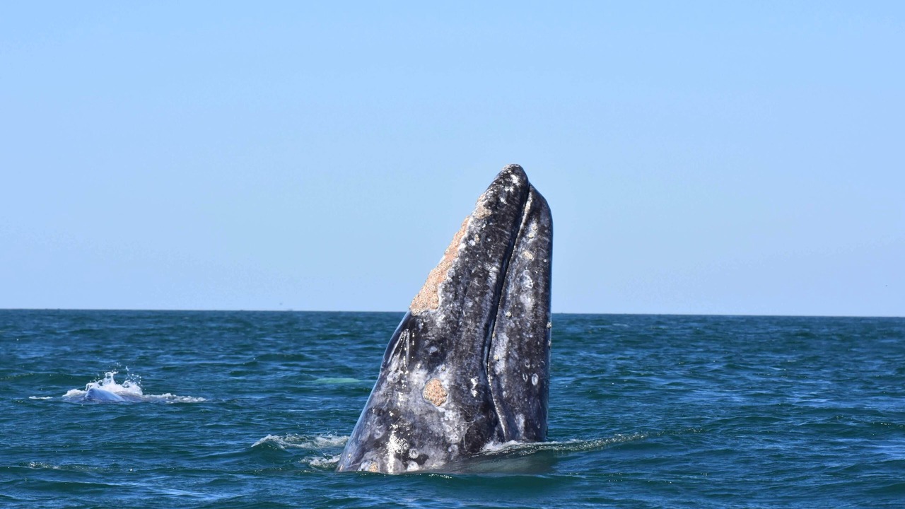 Photo of Others in Wellfleet