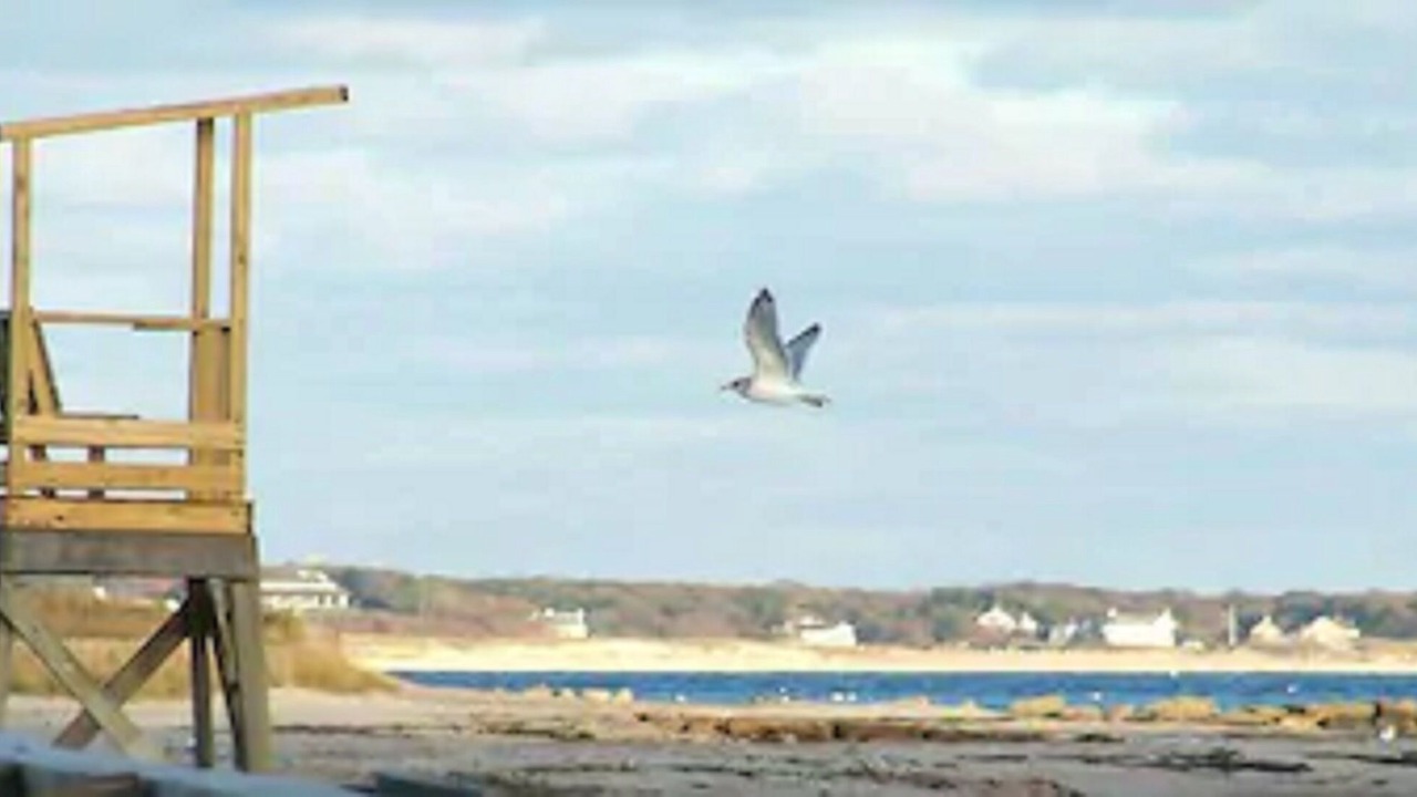 Photo of Others in South Harwich