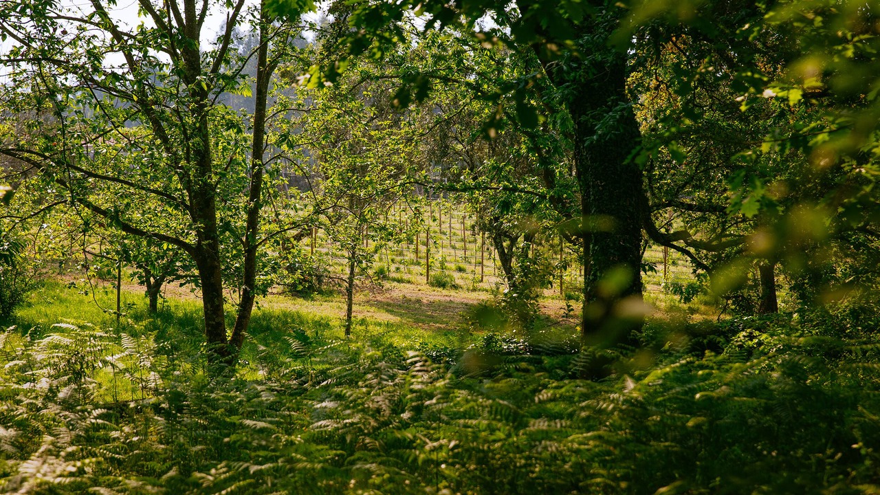Photo of Outdoor in Cardielos
