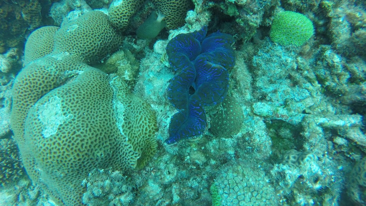 Photo of Others in Thulusdhoo Island