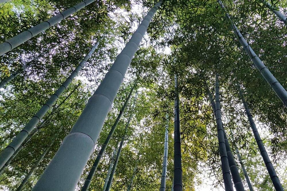 Photo of Outdoor in Moganshan