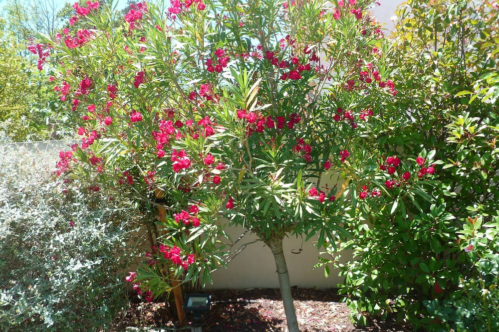 Photo of Outdoor in Montfavet