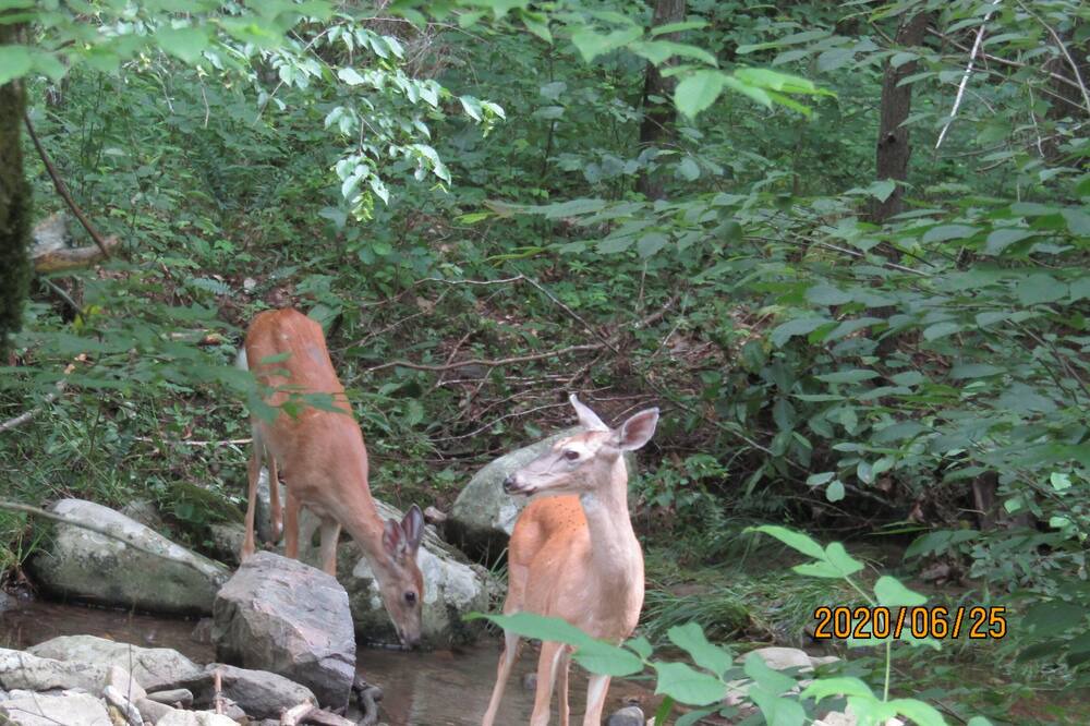 Photo of Outdoor in Buchanan