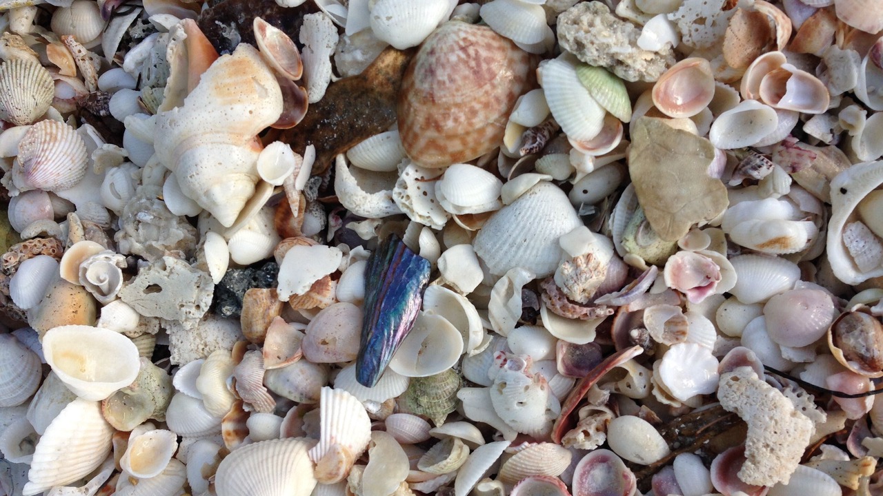 Photo of Others in Siesta Key